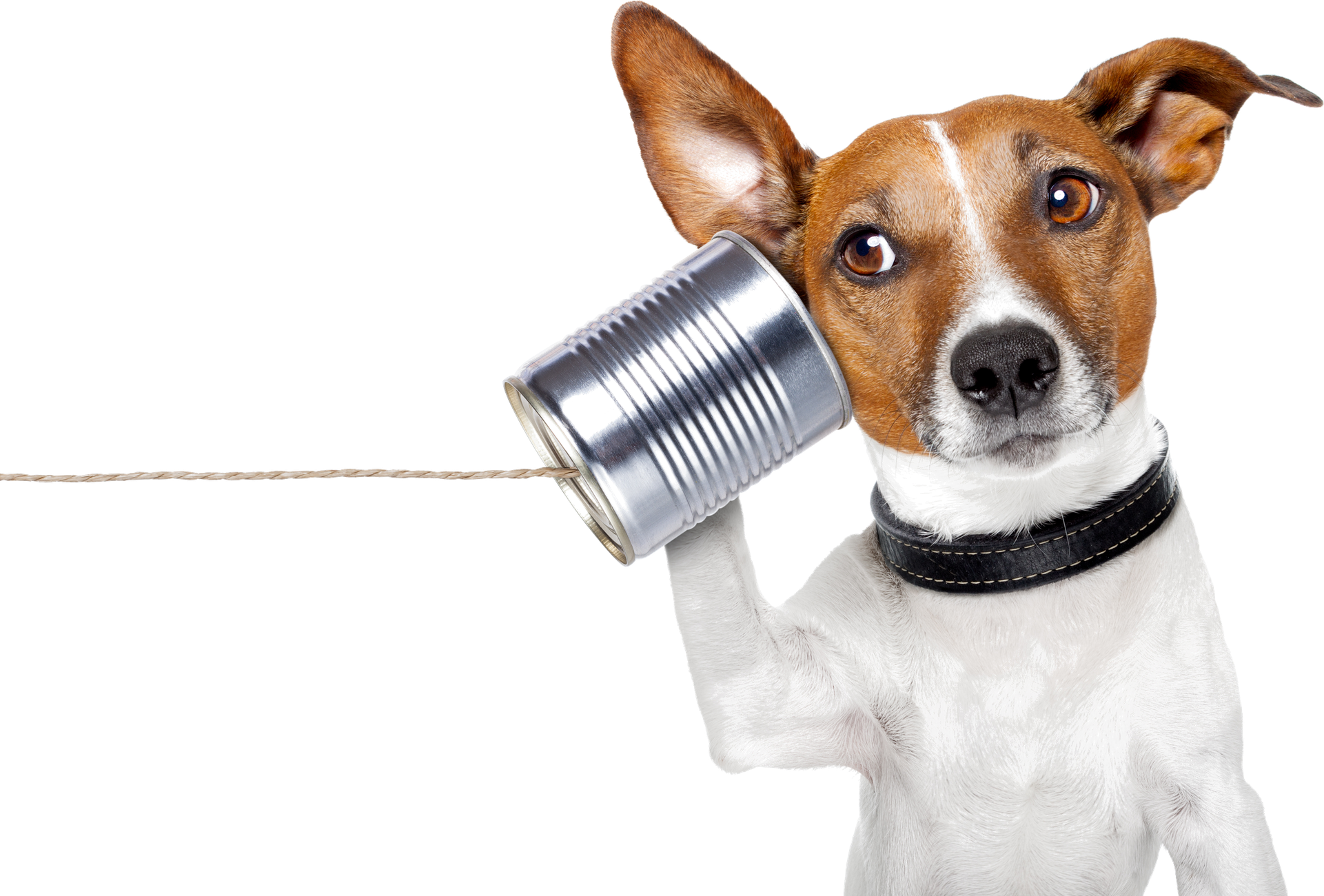 Jack Russell Terrier hört in ein Dosentelefon