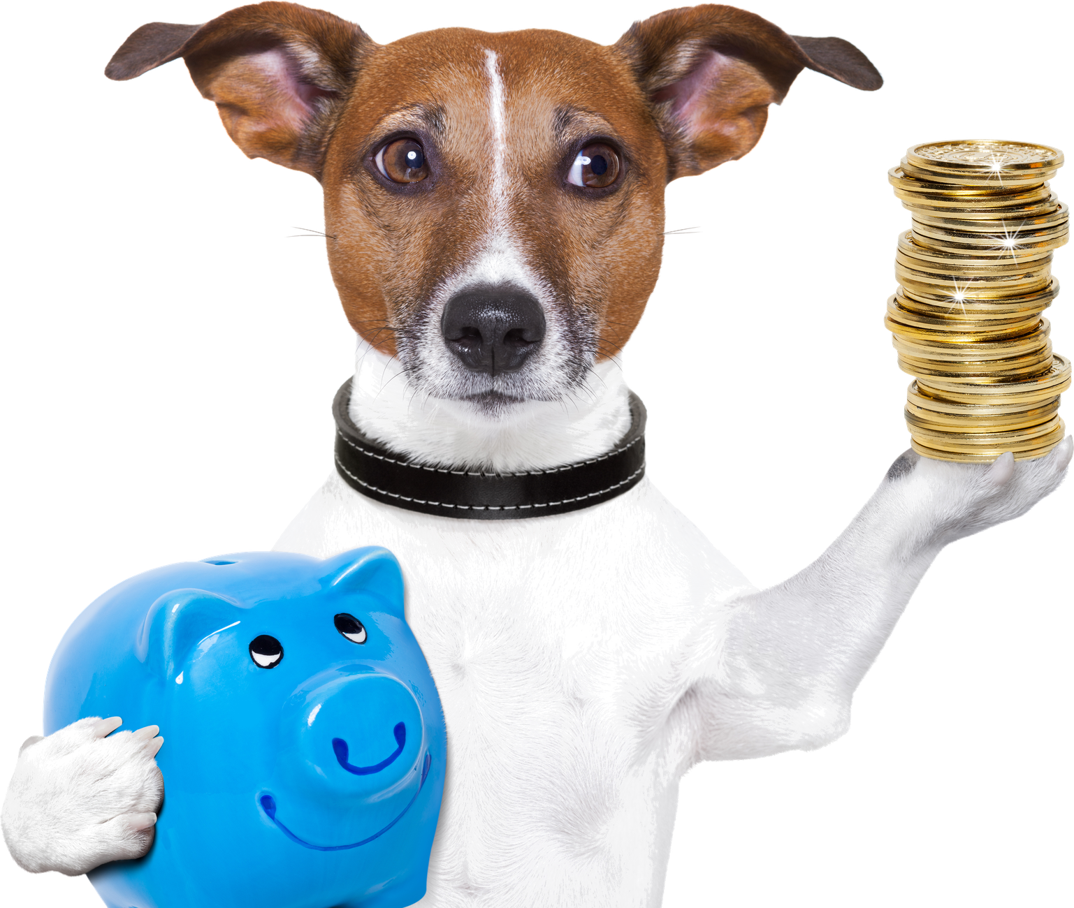 Jack Russell Terrier mit Sparschwein und Goldmünzen