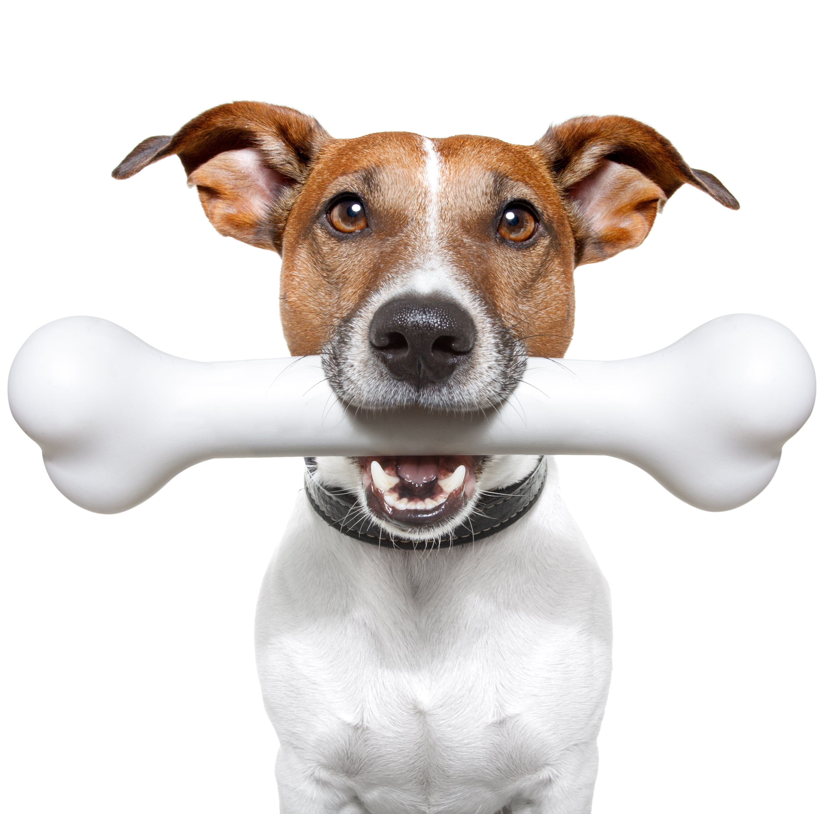 Hund mit großem Knochen im Maul