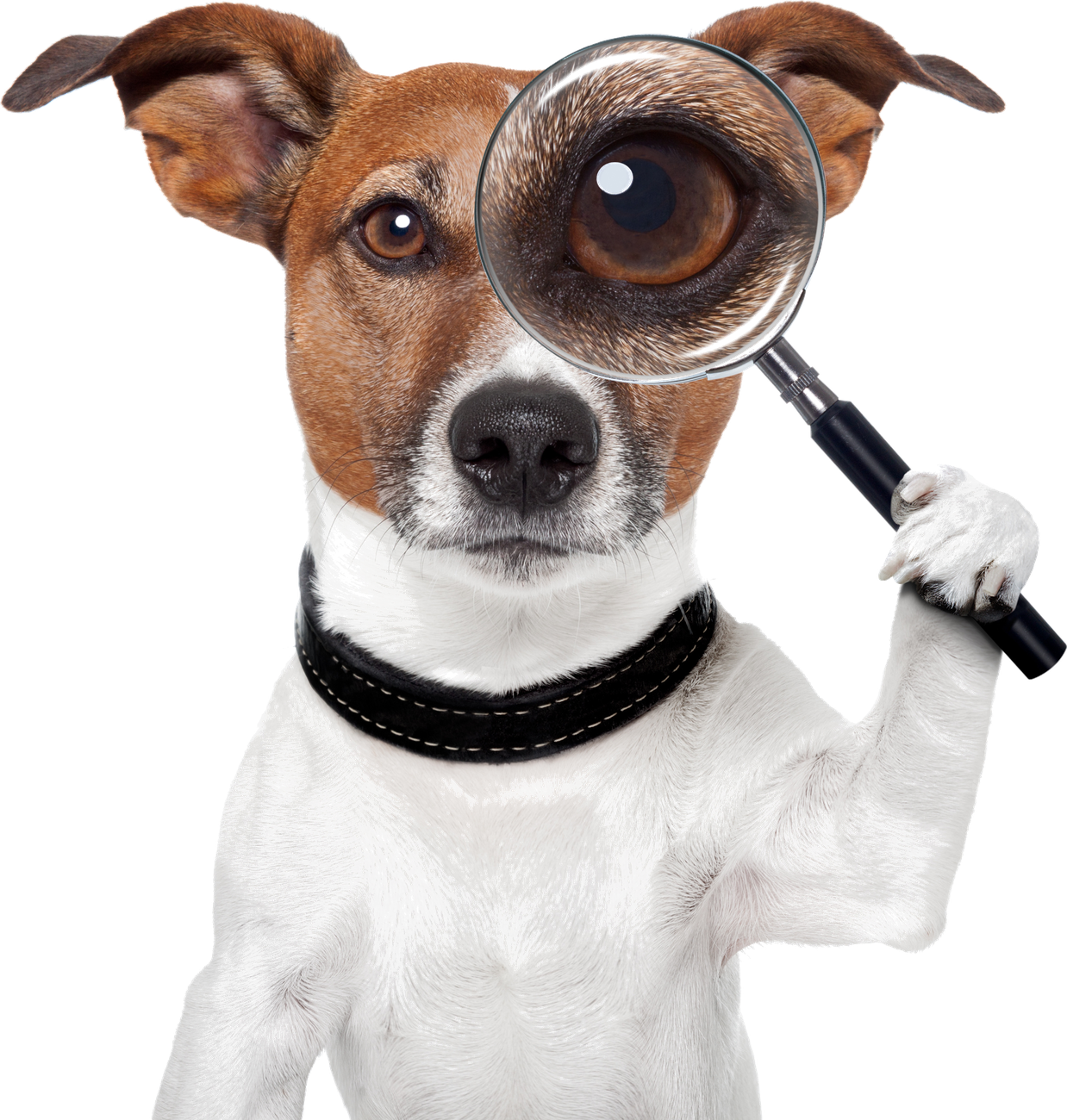 Jack Russell Terrier schaut durch eine Lupe